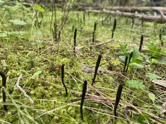 Geoglossum