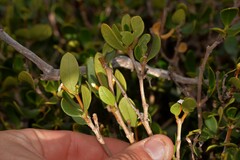 Alyxia buxifolia
