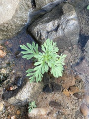 Leucospora multifida