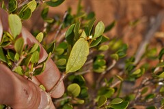 Alyxia buxifolia