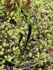 Geoglossum