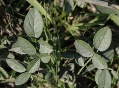 Bituminaria bituminosa