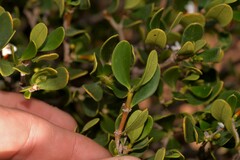 Alyxia buxifolia