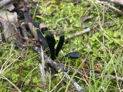 Geoglossum