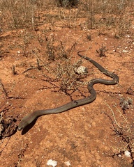 Pseudechis australis