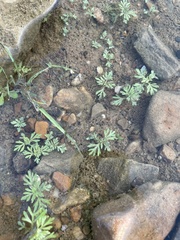 Leucospora multifida