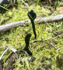 Geoglossum