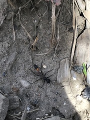 Ammophila sabulosa