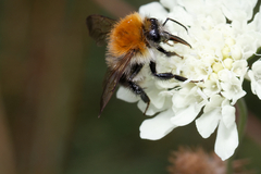 Bombus pascuorum