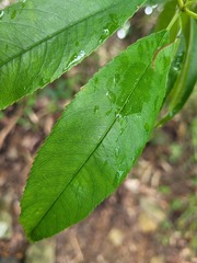 Photinia lasiopetala