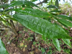 Photinia lasiopetala