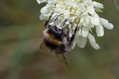 Bombus lapidarius