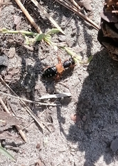 Staphylinus erythropterus