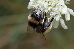 Bombus lapidarius
