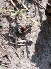 Staphylinus erythropterus