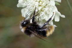 Bombus lapidarius