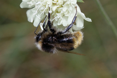 Bombus lapidarius