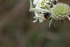 Bombus lapidarius