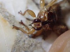 Hippoboscidae