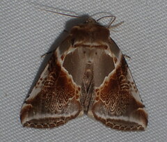 Habrosyne pyritoides
