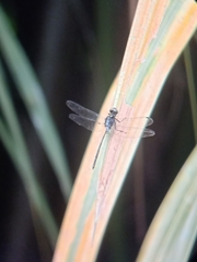 Pornothemis starrei
