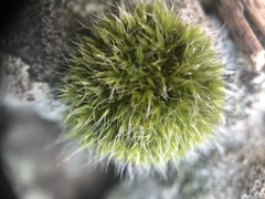 Grimmia