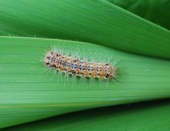 Balataea octomaculata