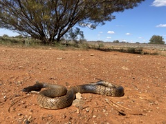 Pseudonaja aspidorhyncha