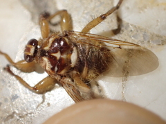 Hippoboscidae