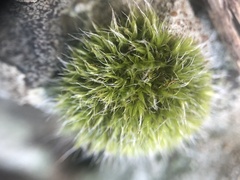 Grimmia