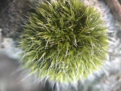 Grimmia
