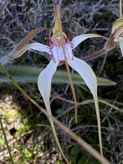 Caladenia longicauda