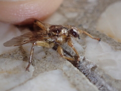 Hippoboscidae