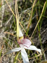 Caladenia longicauda