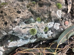 Grimmia