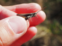 Chorthippus dorsatus