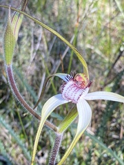 Caladenia longicauda