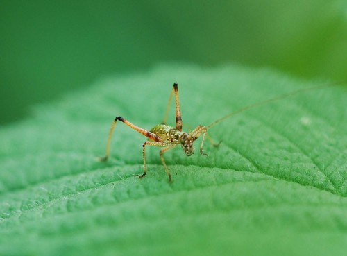 Lakštasparnis pjūklius nuotrauka