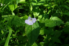 Mimulus alatus