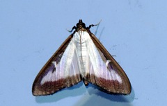 Cydalima perspectalis