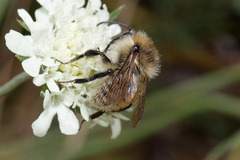 Bombus humilis