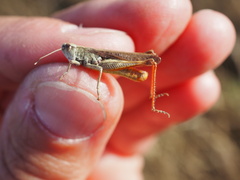 Gomphocerippus rufus