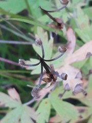 Geranium sibiricum