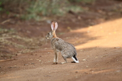 Lepus saxatilis