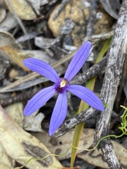 Pheladenia deformis