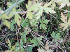 Geranium sibiricum
