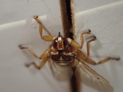 Hippoboscidae