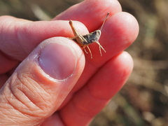 Gomphocerippus rufus
