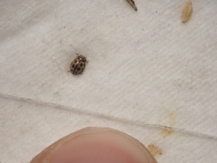 Tytthaspis sedecimpunctata