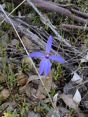 Pheladenia deformis